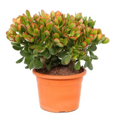 Crassula ovata Sunset - Vetplant - Kamerplant - Potmaat 17cm - Hoogte 30-35cm product