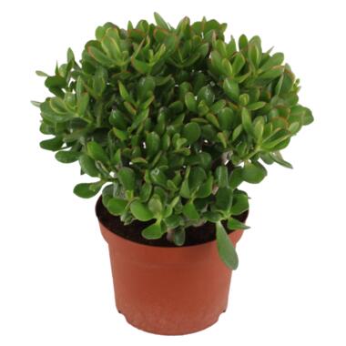 Crassula ovata Minor - Vetplant - Kamerplant - Pot 23cm - Hoogte 45-50cm product