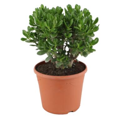 Crassula ovata Minor - Vetplant - Kamerplant - Pot 30cm - Hoogte 60-65cm product