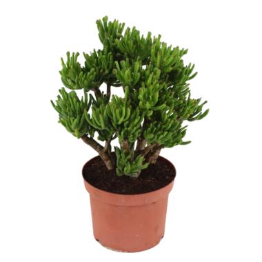 Crassula ovata Hobbit - Vetplant - Kamerplant - Pot 23cm - Hoogte 45-50cm product