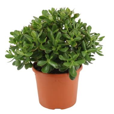 Crassula ovata Minor - Vetplant - Kamerplant - Pot 17cm - Hoogte 30-35cm product