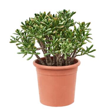 Crassula ovata Hobbit - Vetplant - Kamerplant - Pot 30cm - Hoogte 55-60cm product