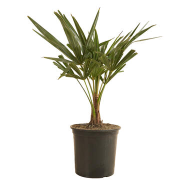 Trachycarpus Fortunei - Chinese Waaierpalm - Winterhard - ⌀19 cm - ↕50-60 cm product