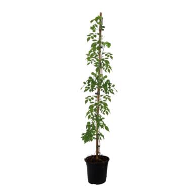 Campsis Radicans XL - Tuinplant - Klimplant - ⌀17cm - Hoogte 110-120cm product