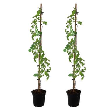 Campsis 'Flava' XL - Set van 2 - Tuinplant - Klimplant - ⌀17 cm - Hoogte 110 cm product