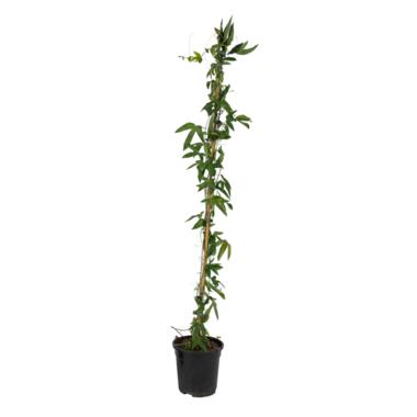 Passiflora 'Constance Elliot' XL ​​- Passiebloem - ⌀17cm - Hoogte 110-120cm product