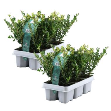 Hulsthaag - Set van 12 - Ilex crenata 'Jenny' - Hoogte 10-20cm - ⌀9cm product