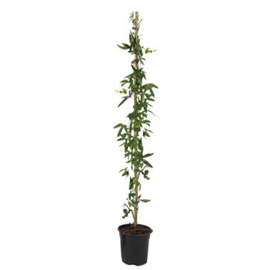 Passiflora 'Caerulea' XL - Passiebloem - Klimplant - ⌀17 cm - Hoogte 110-120 cm product