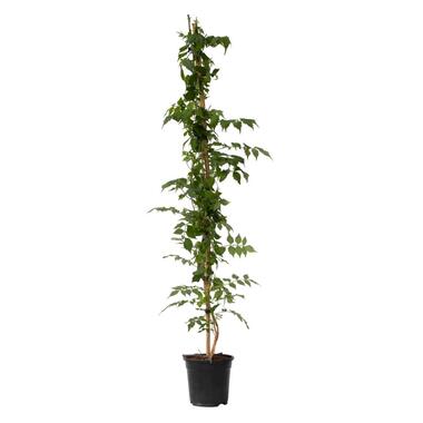 Campsis 'Mme Galen' XL - Tuinplant - Klimplant - 17 cm - Hoogte 110-120 cm product