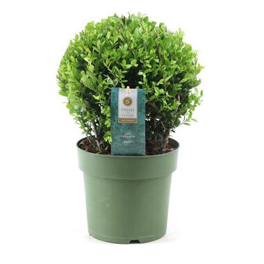 Ilex crenata 'Japanse Hulst' bolvorm - Tuinplant - ⌀17cm - Hoogte 30-40 cm product