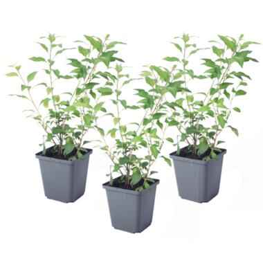 Solanum Rantonnetii 'Nachtschade' - 3 stuks - Struik - Pot 9 cm - Hoogte 25-40cm product