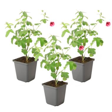 Anisodontea capensis - Kaasjeskruid - Set van 3 - Roze - ⌀9cm - Hoogte 25-40cm product