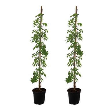 Campsis 'Mme Galen' XL - Set van 2 - Klimplant - ⌀17cm - Hoogte 110-120 cm product