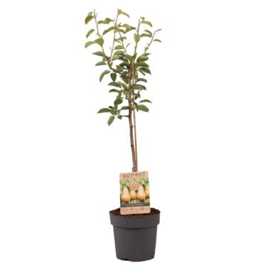 Pyrus communis 'Conference' perenboom - Fruitboom - Pot 21cm - Hoogte 90-100cm product