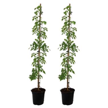 Campsis Radicans XL - Set van 2 - Tuinplant - Klimplant - 17 cm - Hoogte 110 cm product