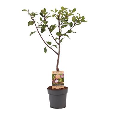 Pruimenboom - Prunus domestica 'Opal' - Hoogte 90-100cm - ⌀21cm product