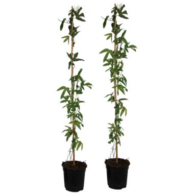 Passiflora 'Victoria' XL - 2 stuks - Passiebloem - ⌀17 cm - H120 cm product