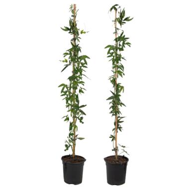 Passiflora 'Caerulea' XL - 2 stuks - Passiebloem - ⌀17 cm - H120 cm product