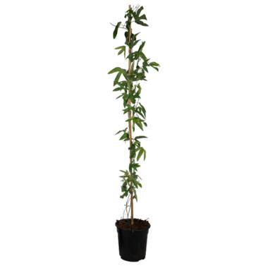 Passiflora 'Victoria' XL ​​- Passiebloem - Violacea - ⌀17cm - Hoogte 110-120cm product