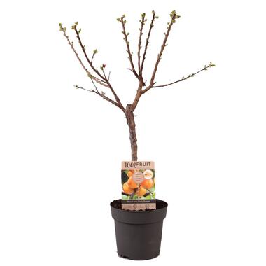 Abrikozenboom - Prunus armeniaca - Hoogte 90-100cm - ⌀21cm product