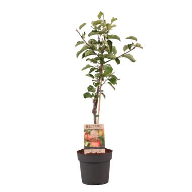 Malus domestica - Appelboom - Malus Elstar - Pot 21cm - Hoogte 90-100cm product