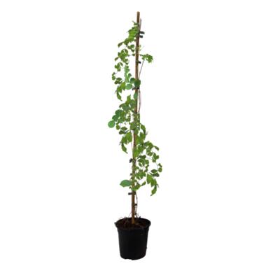 Campsis 'Flava' XL - Tuinplant - Klimplant - 17 cm - Hoogte 110 cm product