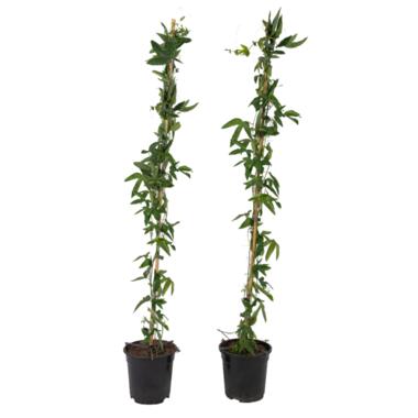 Passiflora 'Constance Elliot' XL - 2 stuks - Passiebloem - ⌀17 cm - H120 cm product