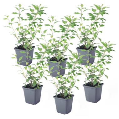 Solanum Rantonnetii 'Nachtschade' - 6 stuks - Struik - Pot 9 cm - Hoogte 25-40cm product