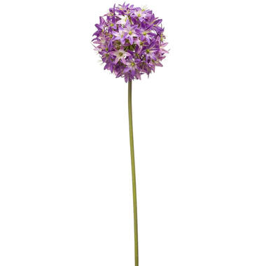 Emerald Emerald Allium/Sierui kunstbloem - paars - 60 cm product