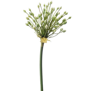 Emerald Emerald Allium/Sierui kunstbloem - creme - 70 cm product