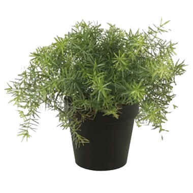 Emerald Kunstplant Asparagus - groen - in zwarte pot - 25 cm product