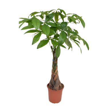 Geldboom - Pachira aquatica - Hoogte 110-120cm - ⌀24cm product