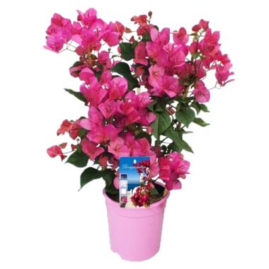 Bougainvillea op rek - Roze bloemen - Klimplant - Pot 17cm - Hoogte 50-60cm product