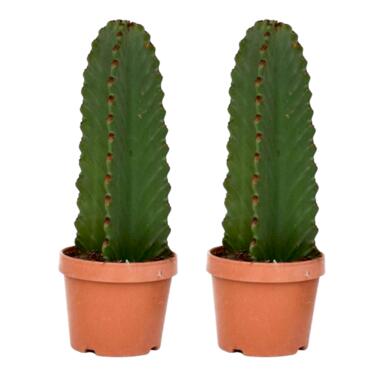 Euphorbia Ingens 'cowboycactus' - Set van 2 - Cactus - ø18cm - hoogte 40-50cm product