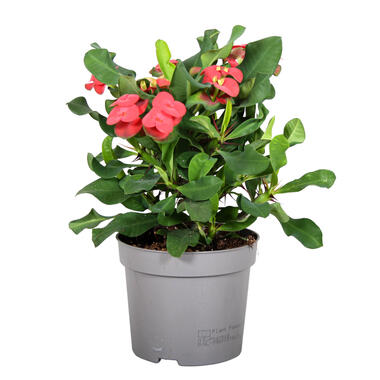 Euphorbia Milii - Christusdoorn - Kamerplant - Vetplant - ⌀13cm - Hoogte 25-35cm product