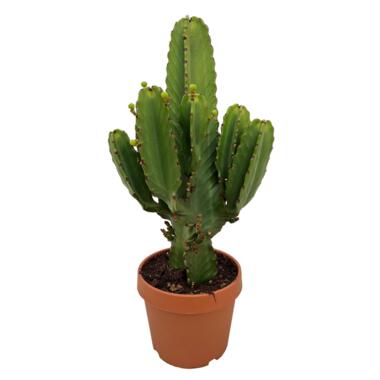 Euphorbia Ingens 'cowboycactus' XL - cactus - pot 24cm - hoogte 85-95cm product