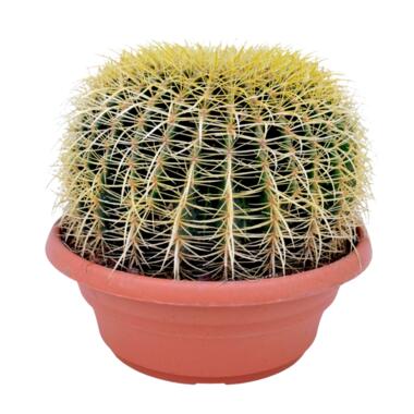Echinocactus grusonii - Schoonmoedersstoel - Cactus - Pot 25cm - Hoogte 40–45cm product