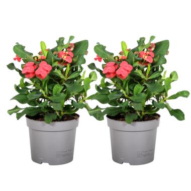 Euphorbia Milii - Christusdoorn - Set van 2 - vetplant - ⌀ 13cm - Hoogte 25-35cm product