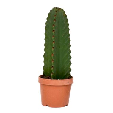 Euphorbia Ingens 'cowboycactus' - cactus - pot 18cm - hoogte 40-50cm product