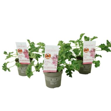 Pelargonium Capitatum 'anti-muggenplant' - 3 stuks - ⌀10cm - hoogte 15-25cm product