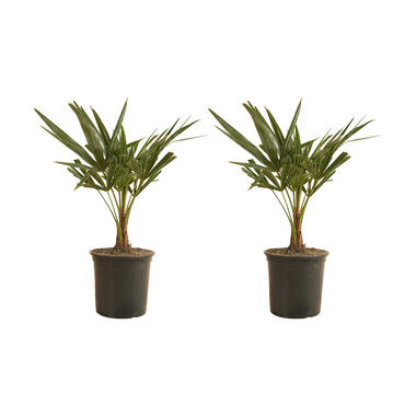 2x Trachycarpus Fortunei - Chinese Waaierpalm - ⌀19 cm - ↕50-60 cm product