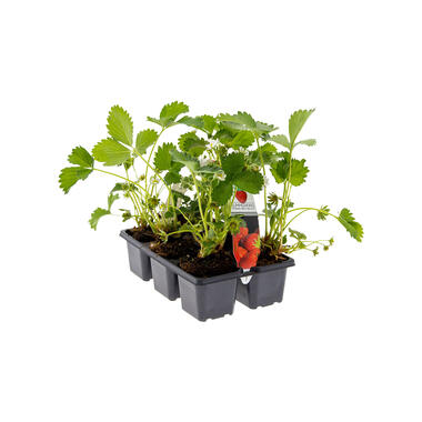 Bloomique - Aardbeienplanten - Set van 6 Fruitplanten - 15-20 cm product