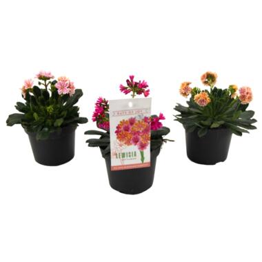 Bitterkruid - Set van 3 - Lewisia cotyledon - Hoogte 10-20cm - ⌀10cm product