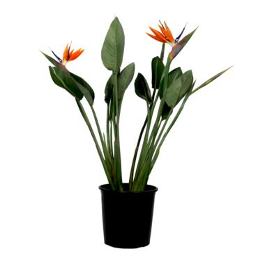 Strelitzia Reginea - Paradijsvogelbloem - Met bloem! - ⌀27cm - Hoogte 80-100cm product