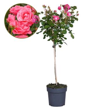 Rosa Palace Topkapi - Stamroos meerjarig winterhard - Pot 19cm - Hoogte 80-100cm product