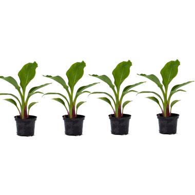 Musella lasiocarpa - Fruitboom - Set van 4 - Pot 9 cm - Hoogte 25-40 cm product