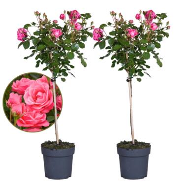 Rosa Palace Topkapi - Set van 2 - Stamroos - Pot 19cm - Hoogte 80-100cm product