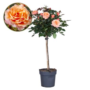 Rosa Palace 'Catherine' - Stamroos - Oranje - Potmaat 19 cm - Hoogte 80-100 cm product