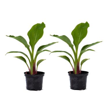 Musella lasiocarpa - Fruitboom - Set van 2 - Pot 9cm - Hoogte 25-40cm product