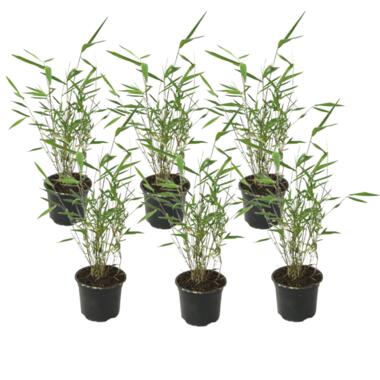 Fargesia Grex - Set van 6 blauwe bamboe - winterhard - Pot 13cm - Hoogte 30-40cm product